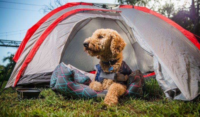 Air Mattress For Camping With Dogs