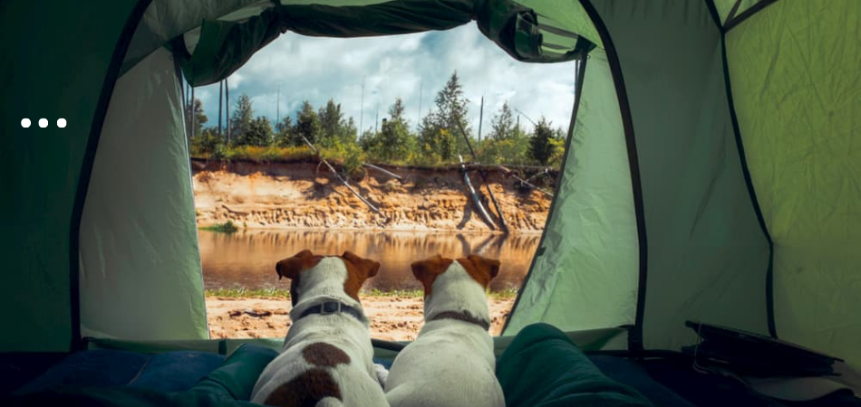 Can You Use An Air Mattress For Camping With Dogs