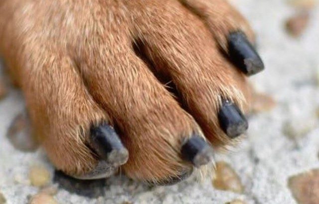 dog’s nails short and smooth